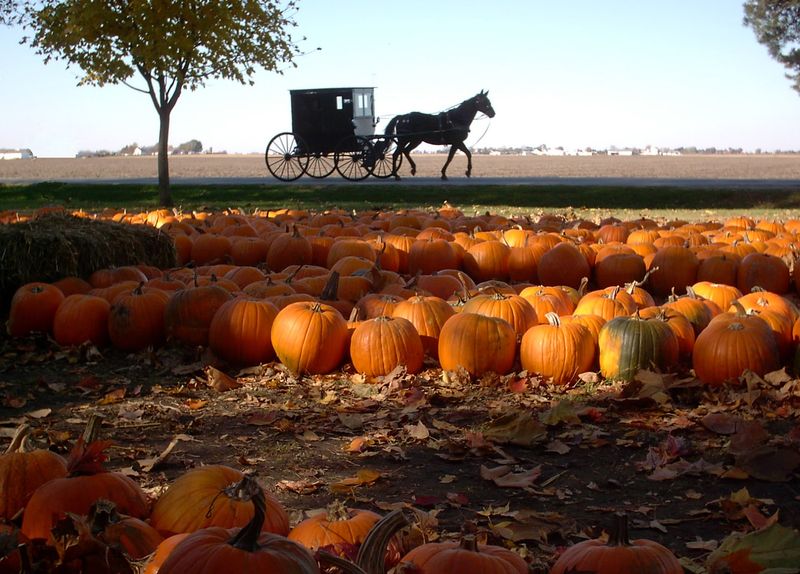 The Great Pumpkin Patch Just South Of Town