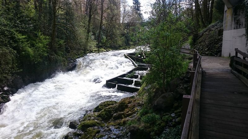 The Great Salmon Run Up The Falls