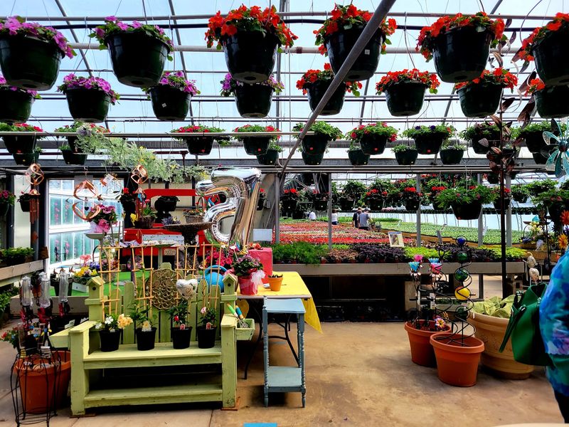 The Greenhouses Are The Giveaway 