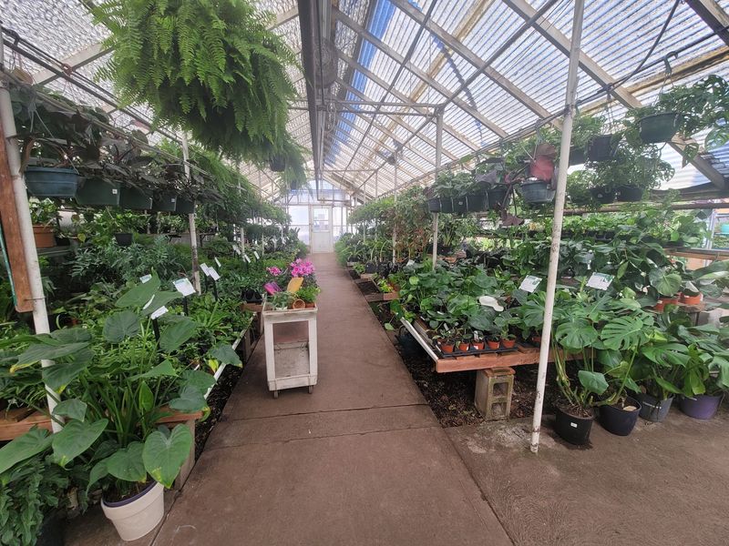 The Greenhouses Behind The Name The Greenhouses Behind The Name