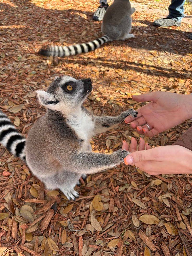 The Enclosures Are Spacious, Clean, And Built With Animal Welfare In Mind