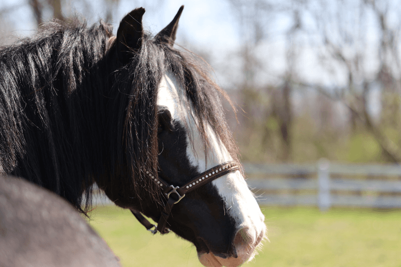 The Gypsy Vanner Breed And Its Remarkable History