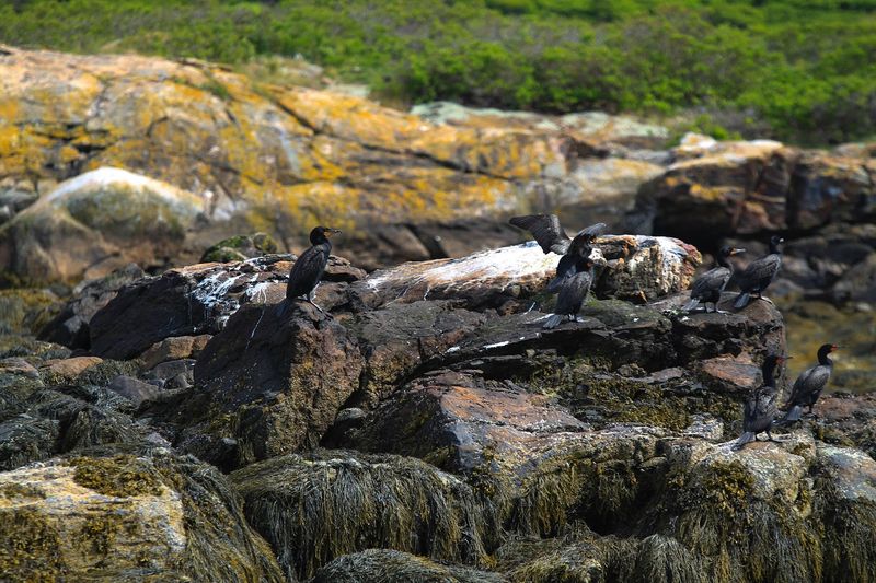 The Harbor Is Alive With Birds