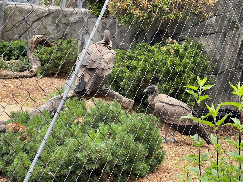 The Harpy Eagle Exhibit That Stops Everyone Cold The Harpy Eagle Exhibit That Stops Everyone Cold