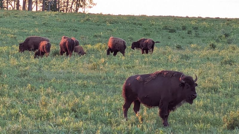 The Herd Returned Through Reintroduction, Not Continuous Survival The Herd Returned Through Reintroduction, Not Continuous Survival