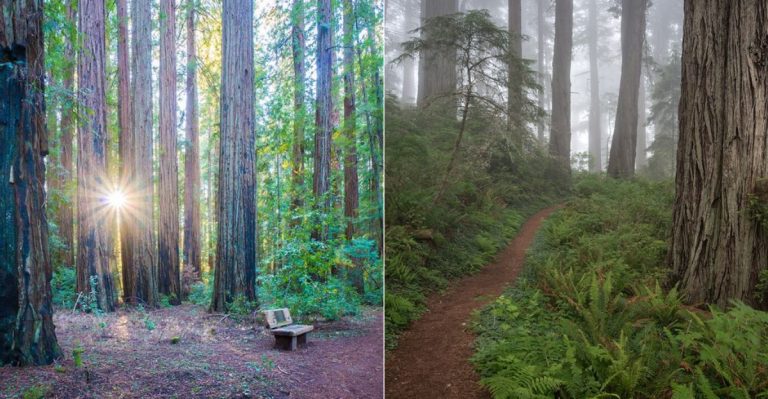 The Hidden California Redwoods Trail Where You’ll Feel Completely Alone In Nature