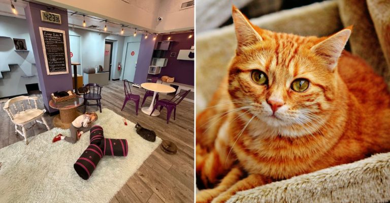 The Hidden Cat Cafe In Arizona Where You Can Play With Adorable Adoptable Kitties