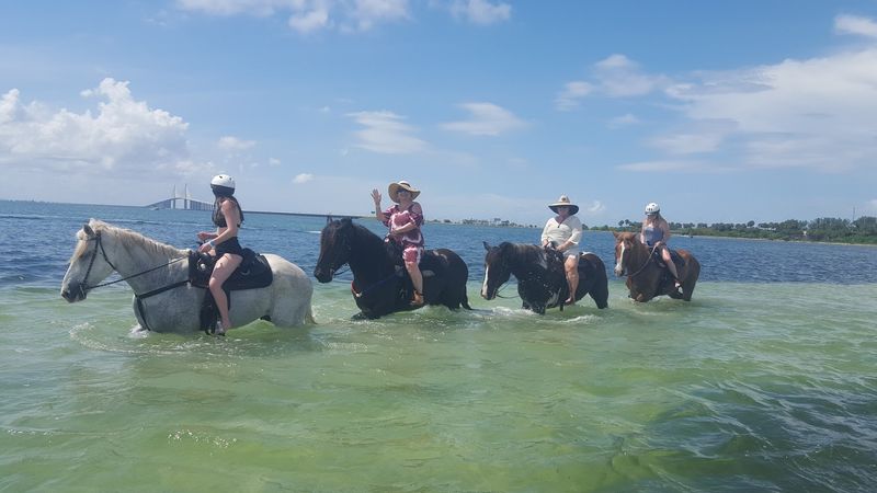 Swim With Horses Experience