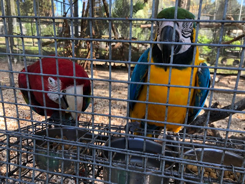 The High Flyer Tour With Macaw Interaction