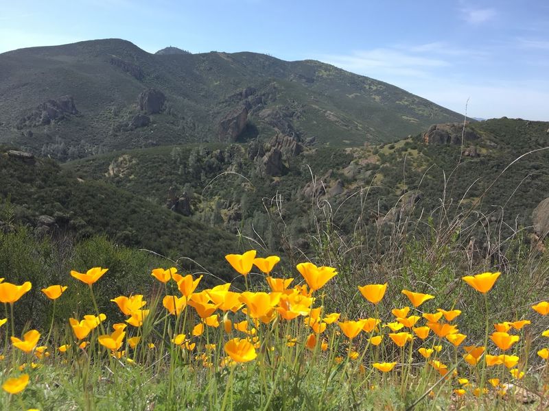 Spring Wildflowers That Turn The Trail Into A Painting