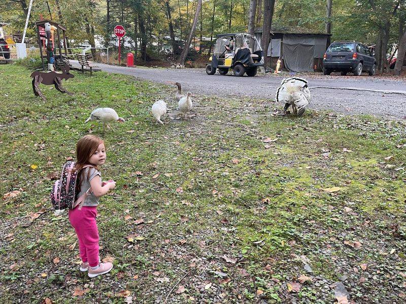 Wildlife Roaming Freely Around the Property