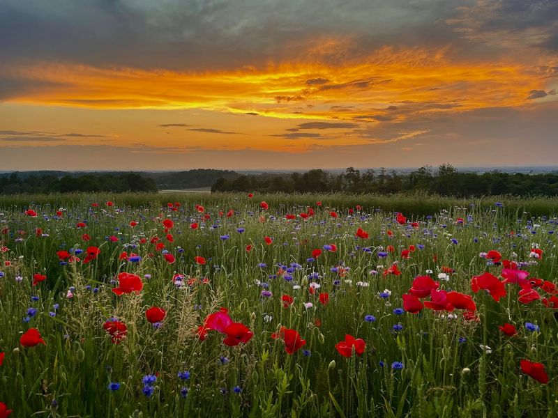 What Blooms and When: The Seasonal Flower Calendar