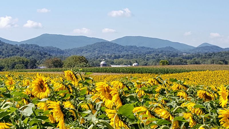 The Historic Family Farm Behind The Golden Magic