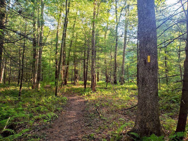 Camping Under the Mountain Stars