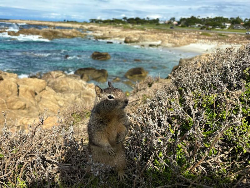 The Legendary 17-Mile Drive Experience