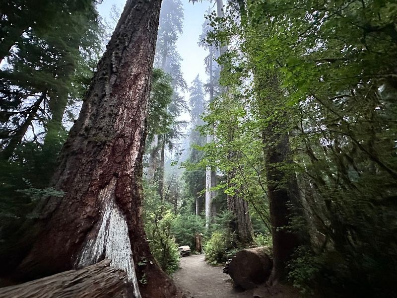 The Hoh Rainforest: Nature's Cathedral Just Down The Road The Hoh Rainforest: Nature's Cathedral Just Down The Road