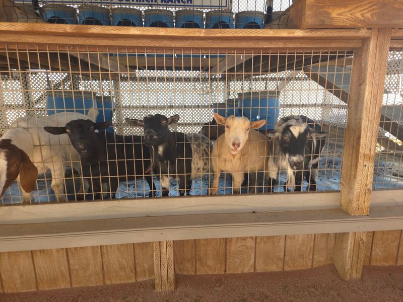 The Hole In The Wall Gang Goats And Their Cheeky Charm