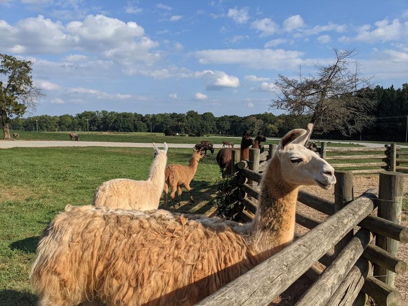 Llamas, Camels, And The Fine Art Of Trusting The Process