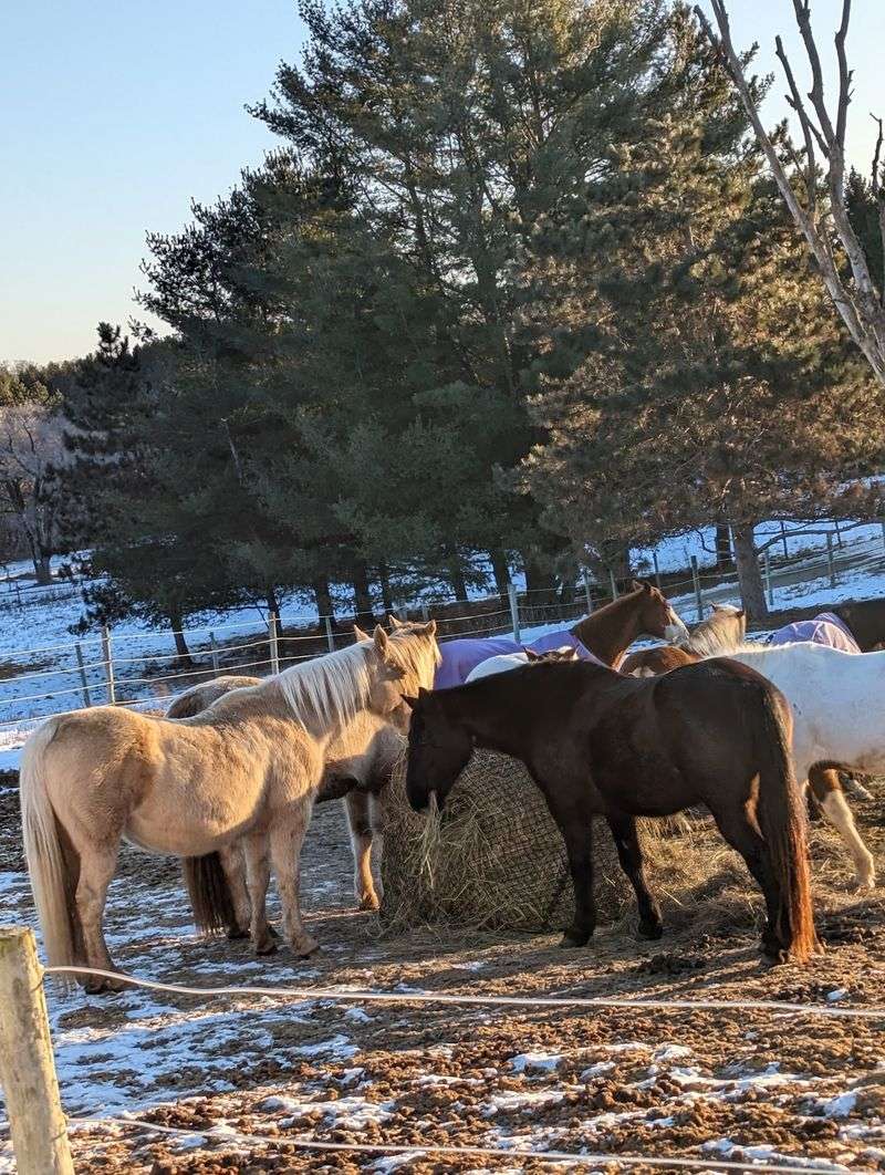 The Horses Are Waiting Beyond The Last Paved Landmark