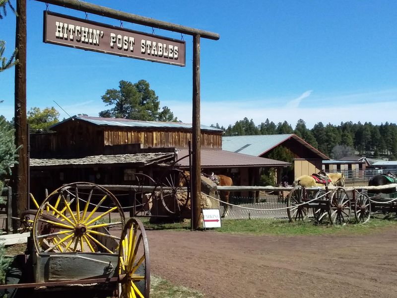 The Forest Setting And Scenery