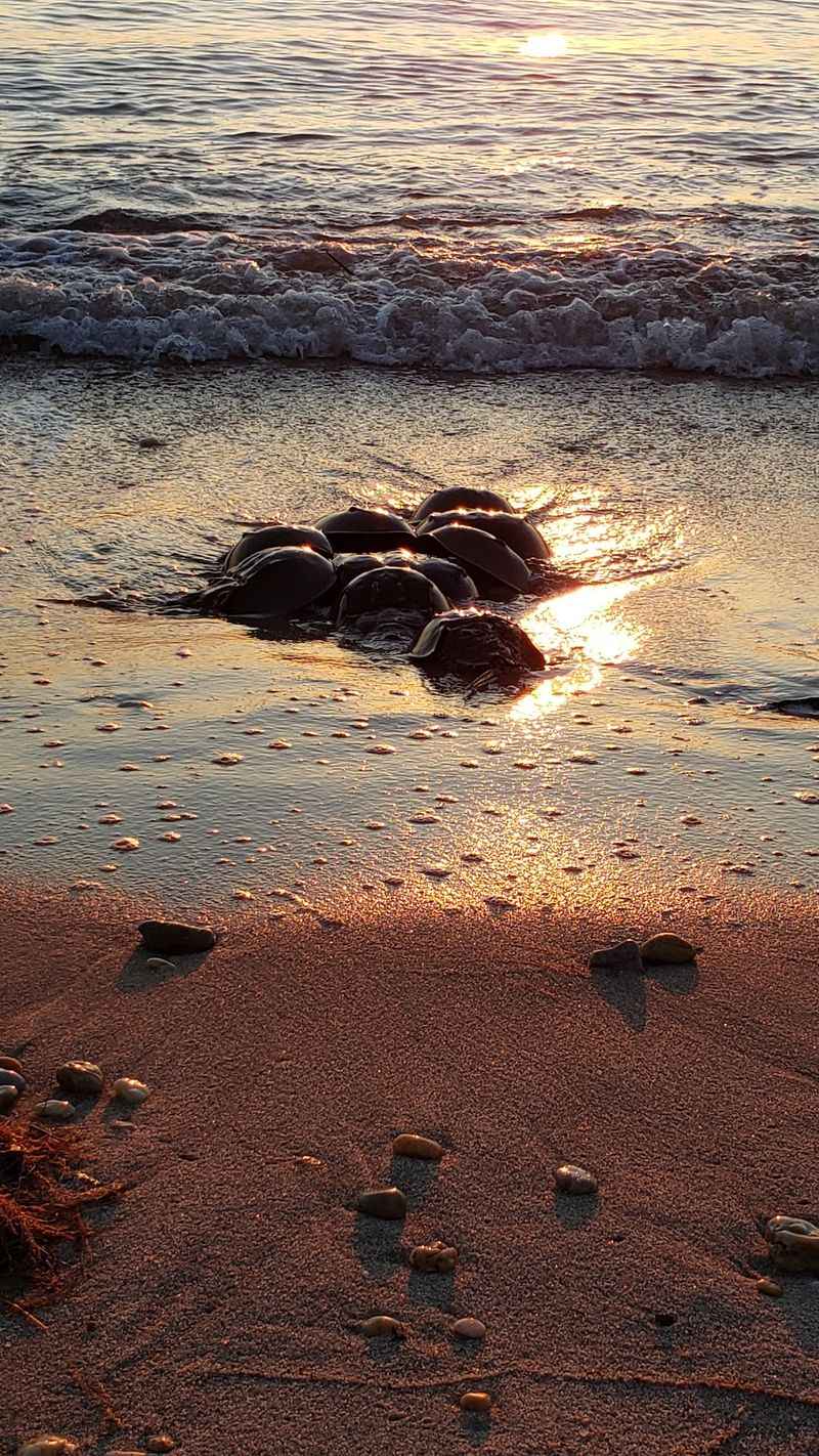 The Horseshoe Crab Spawning Spectacle You Have To See To Believe The Horseshoe Crab Spawning Spectacle You Have To See To Believe