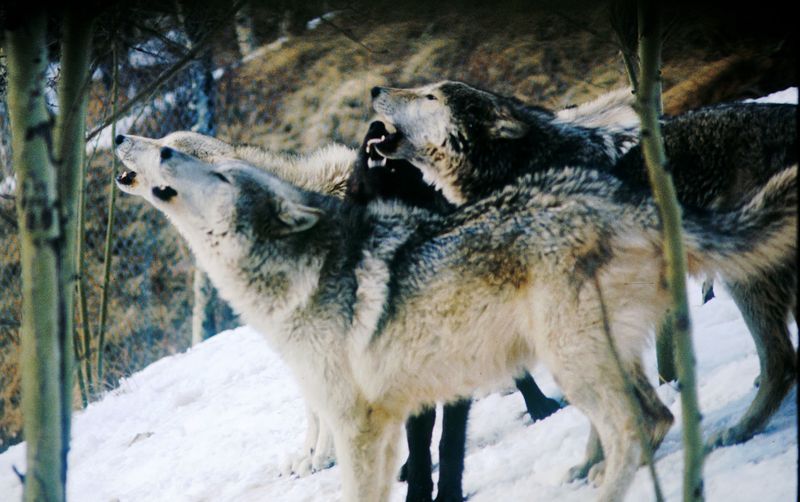 The Howl: A Moment That Visitors Never Forget