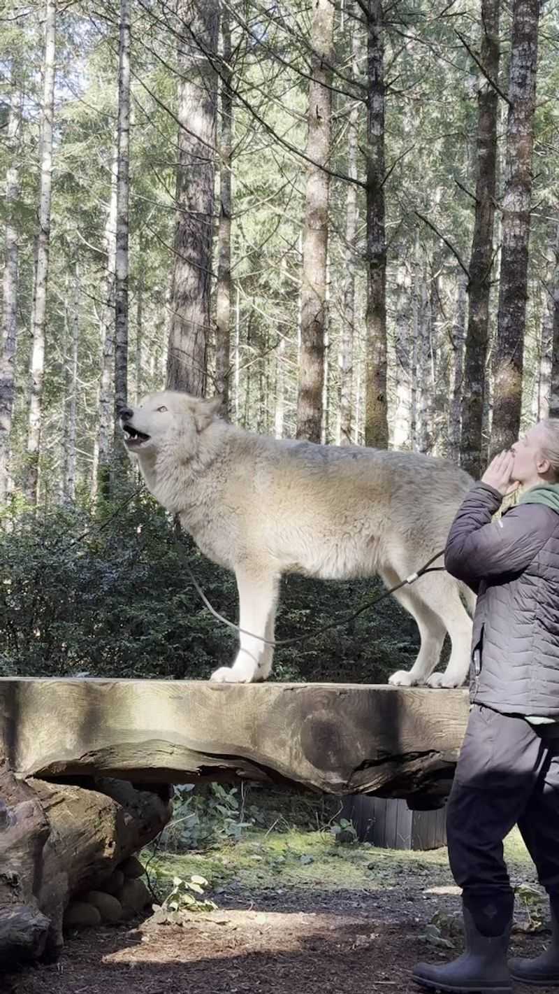The Howl And Hike Experience