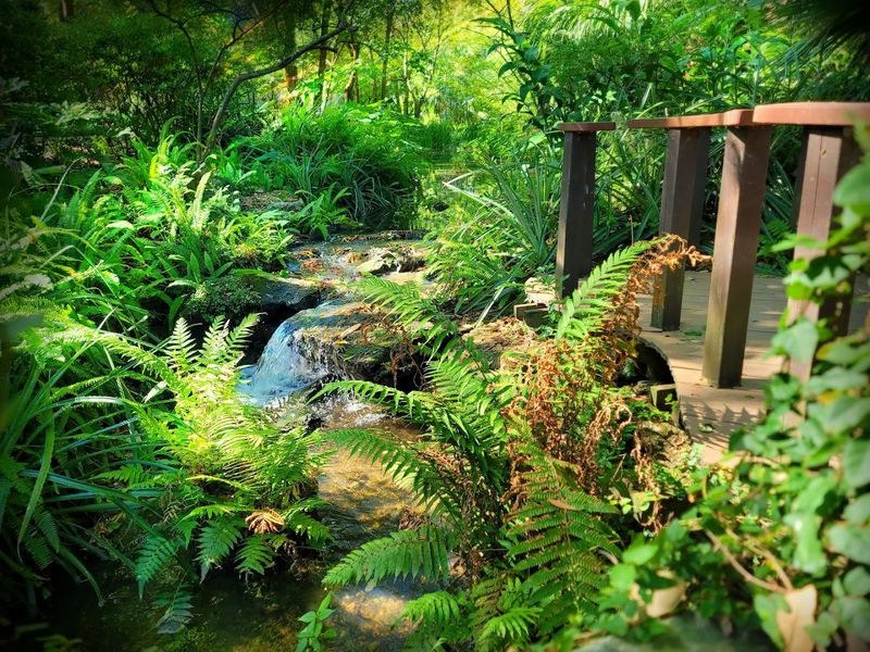 The Hummingbird Garden