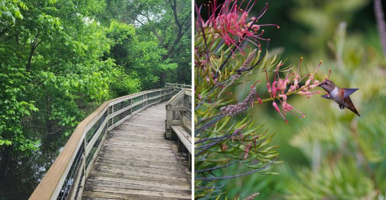 The Hummingbird Haven Of Arkansas Is Well Worth Adding To Your Bucket List