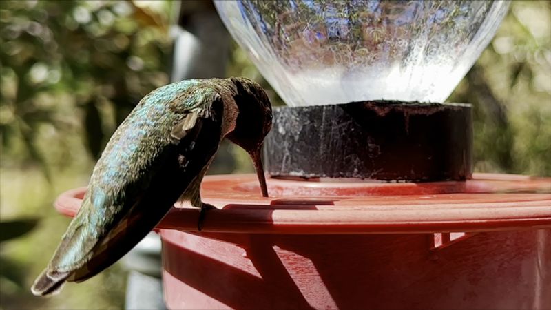 The Hummingbirds Are The Headliners, And They Know It