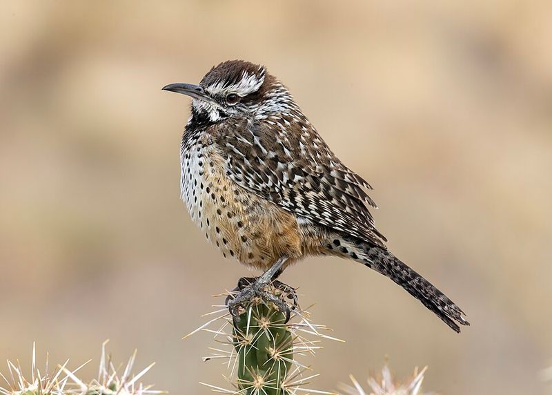 Cactus Wrens And Curve-Billed Thrashers Singing at Dawn