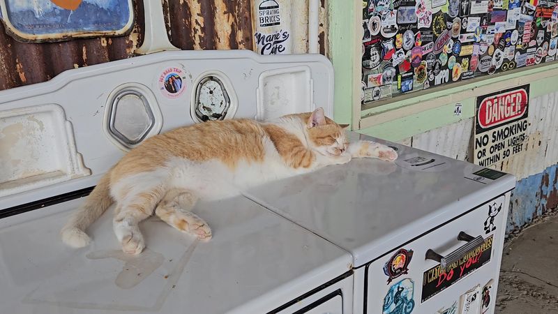 Charlie The Cat: The Store's Unofficial Greeter