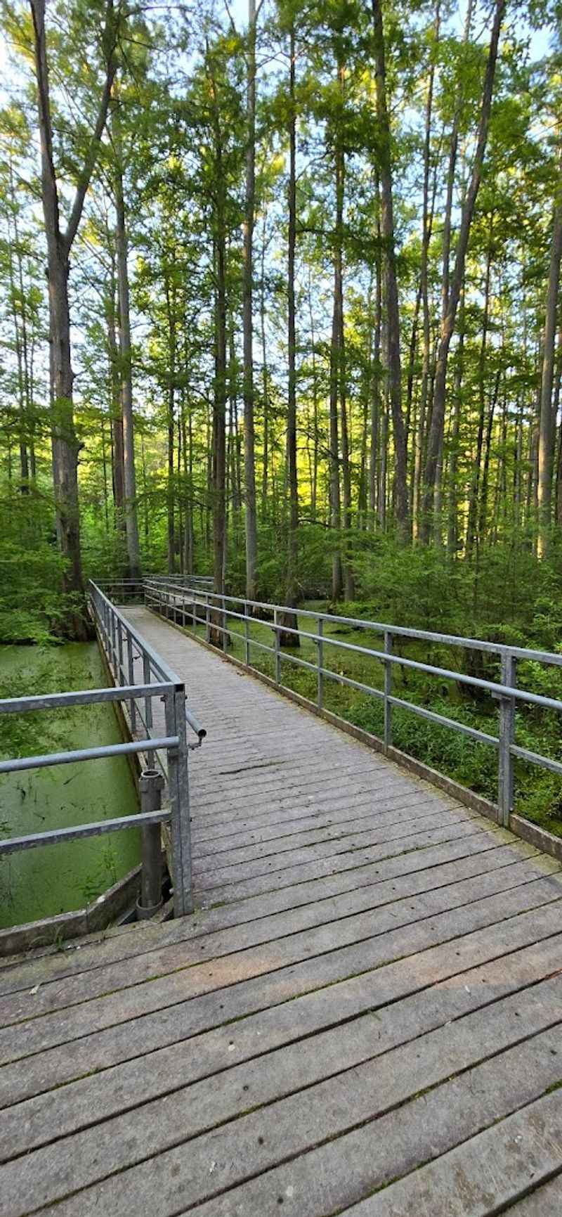 A Boardwalk Through Time