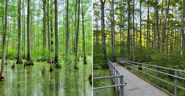 The Illinois Forest Trail That Feels Straight Out Of A Fantasy Novel