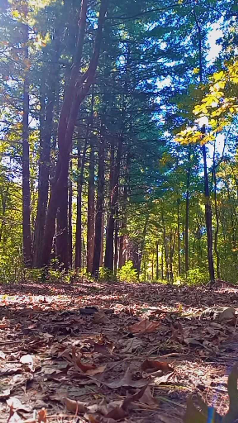 Rocky Spring Nature Trail, Hidden Springs State Forest