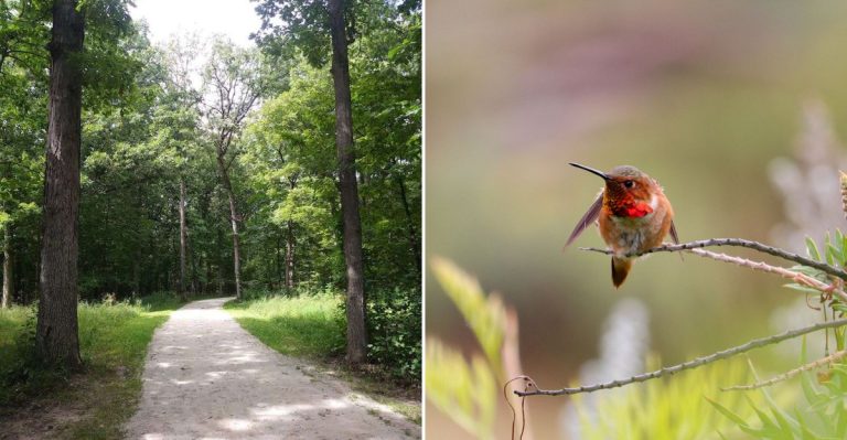 The Illinois Hummingbird Spot That Makes Summer Feel A Little More Magical
