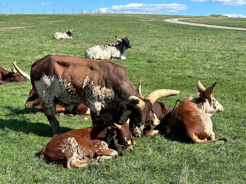The Impressive Animal Variety On Display