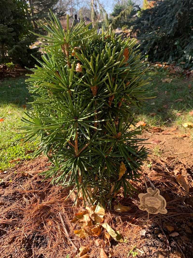 The Impressive Dwarf Conifer Section