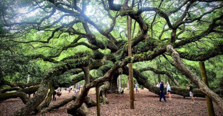 The Incredible Story Of Charleston’s Historic Angel Oak Tree In South Carolina