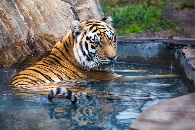 The Incredible Variety Of Animals Waiting To Meet You