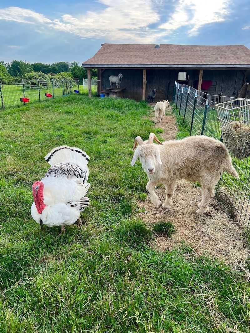 Meet the Farm Animals: Jack and Friends