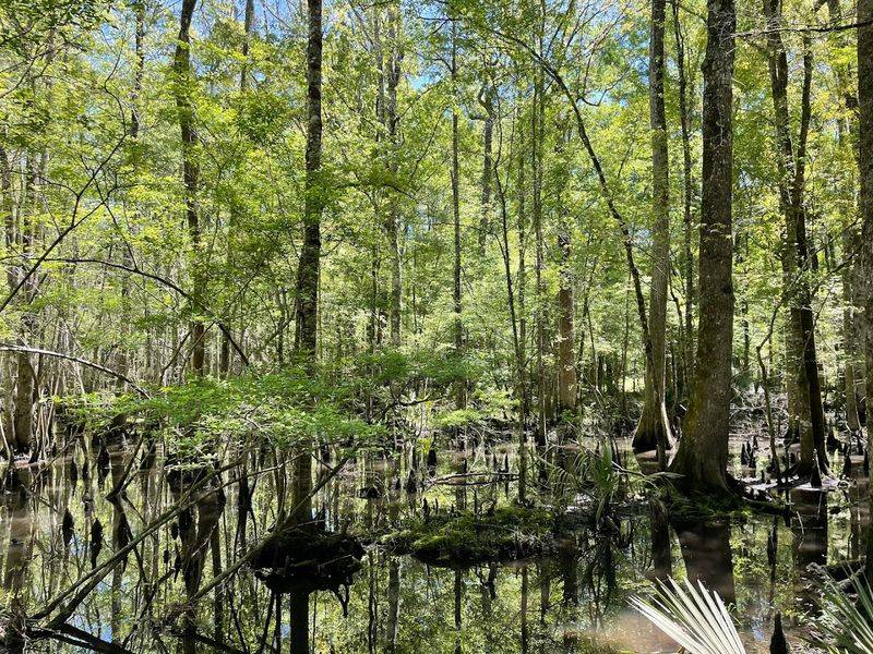 The Incredible Wildlife That Calls This Swamp Home