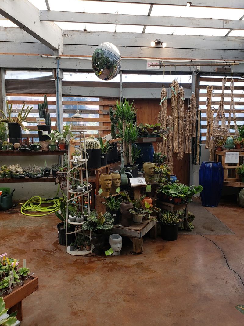 The Indoor Jungle Of Houseplants