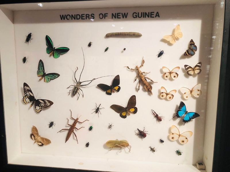 The Insect Museum Adds An Unexpected Twist