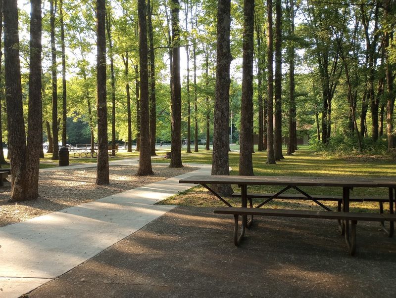 Camping Under Ancient Canopy