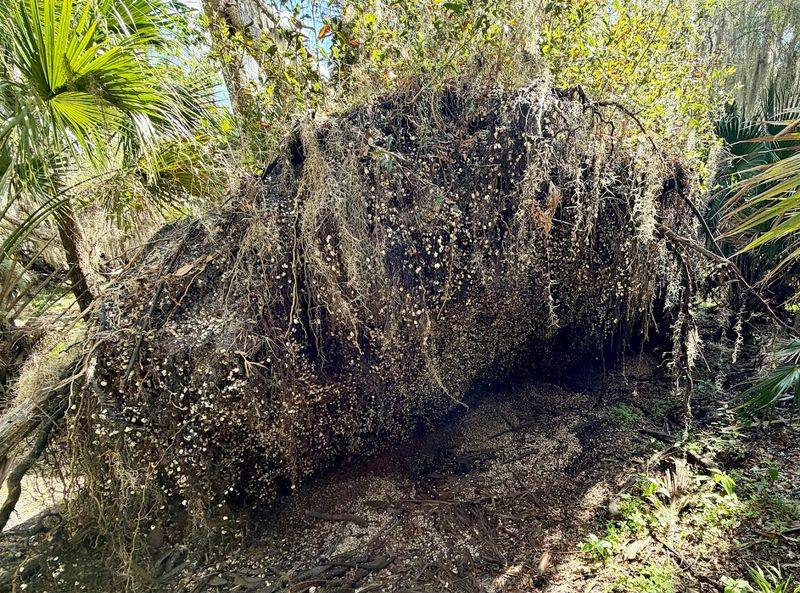 An Ancient Native American Shell Mound Waits At The End Of A Trail