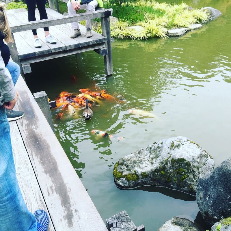 The Japanese Garden and Its Koi-Filled Pond
