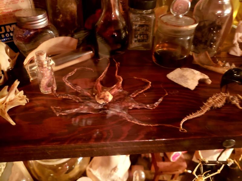 Animal Skeletons And Natural Curiosities