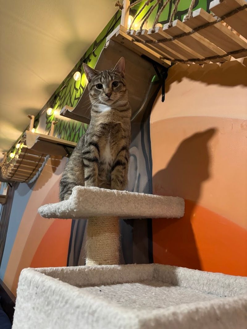 The Kitty Crib, Champaign
