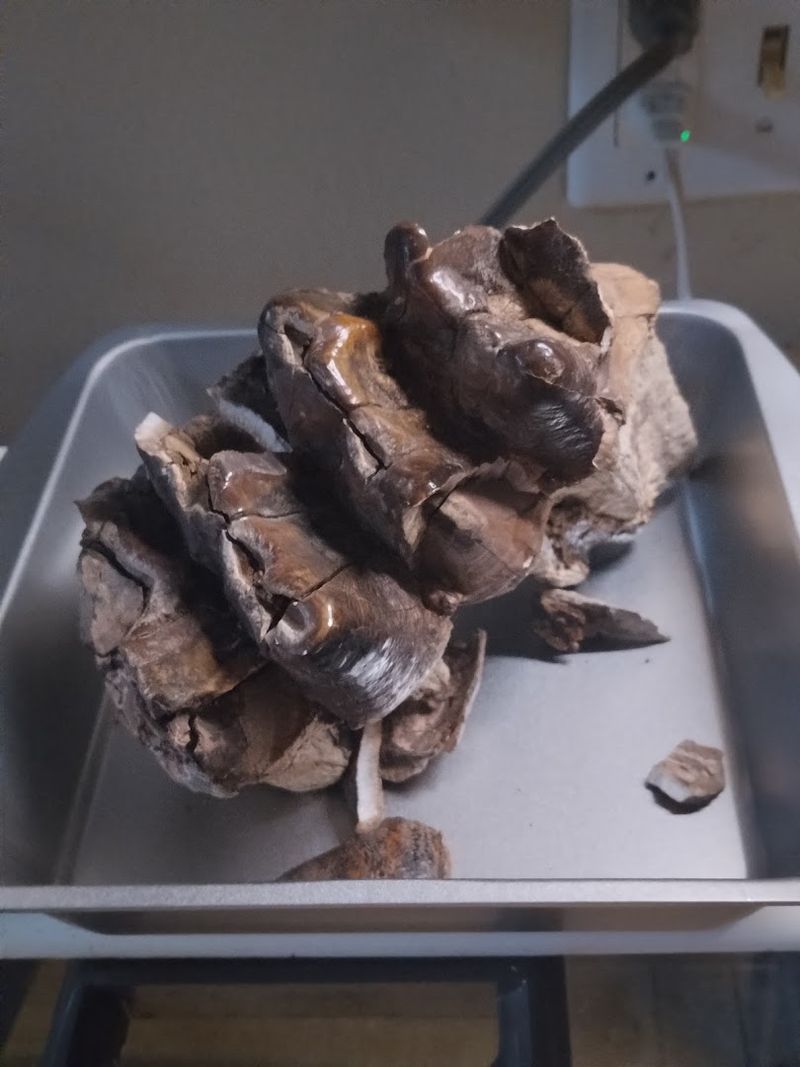 The Fossil Details That Add a Surprise